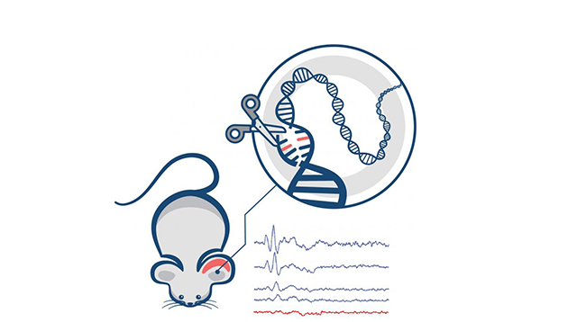 Traiter les surdités génétiques grâce à CRISPR-Cas9
