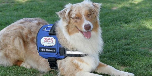 Une étude pionnière affirme que les chiens guide sont mentalement stimulants et rentables pour les personnes sourdes Une étude pionnière affirme que les chiens guide sont mentalement stimulants et rentables pour les personnes sourdes