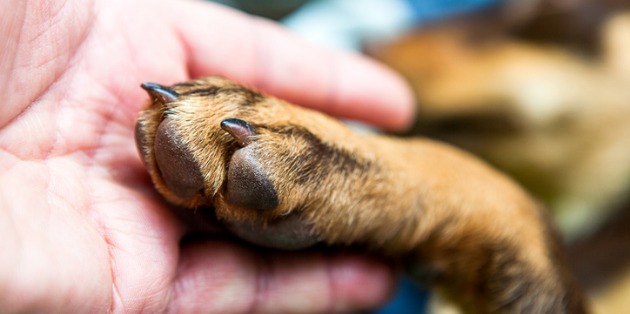 Un chien-guide pour sourds et malentendants