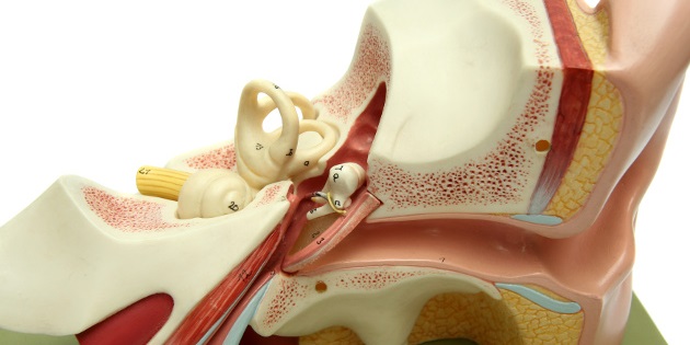 Réservez vos places pour les cours de dissection otologique, otoneurologique et implantologie auditive en octobre 2017