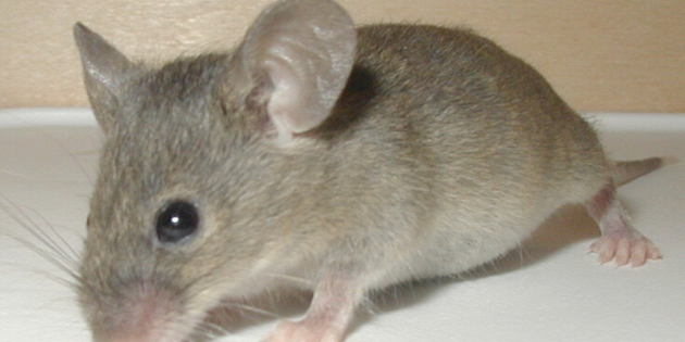 L’audition rendue (provisoirement) aux souris grâce à la thérapie génique
