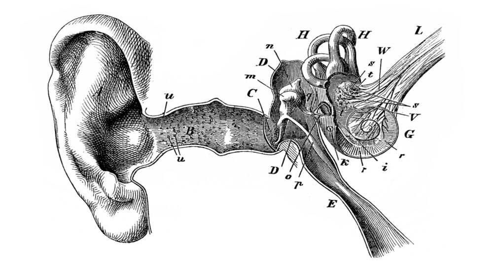 CILcare veut produire un modèle organoïde d’oreille interne